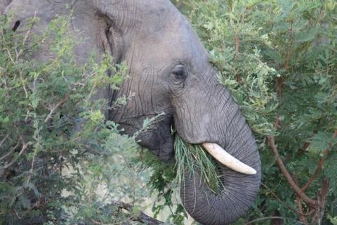 Elephant Eating Stock Photos
