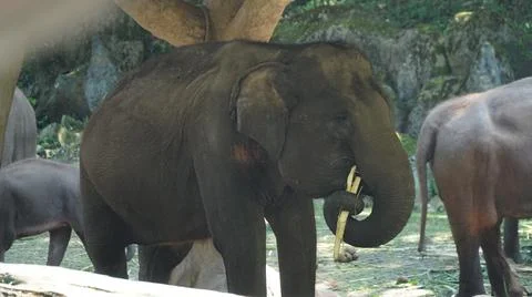 Elephant Eating Stock Photos
