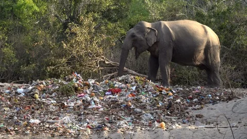 Elephant eating from pile of trash in Kumana national park, Sri Lanka Vidéo 96237831