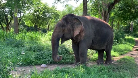 Elephant eating pumpkins Vidéo 170093023