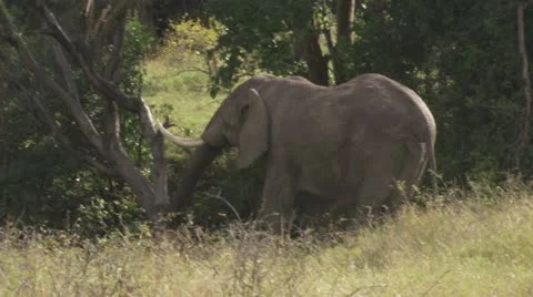 Elephant eating shot from behind Stock Footage 12652681