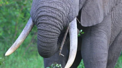 Elephant Eating Shurbs Stock Footage 41639473