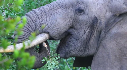 Elephant Eating Shurbs Stock Footage 41639811