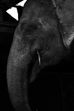 Elephant eating side on Stock Photos