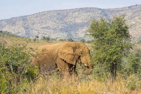 Elephant eating from a small tree Foto stock