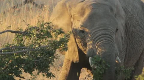 Elephant eating from tree 2 Video stock 11140341
