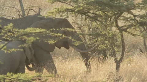 Elephant eating from tree 3 Video stock 11140644