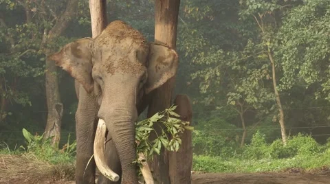 Elephant Eating Tree Branch Stock Footage 49746044