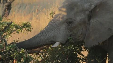 Elephant eating from tree Stock Footage 11140321