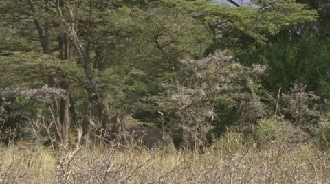 Elephant eating from tree Stock Footage 12652634