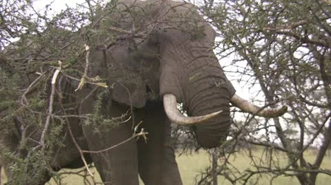 Elephant eating from a tree Stock Footage 12658672