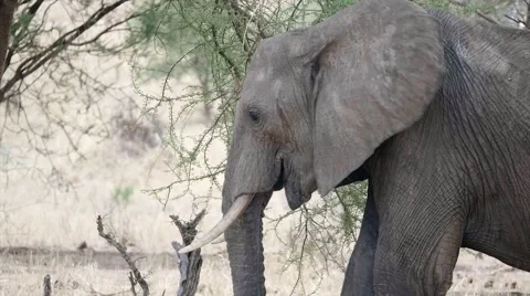 Elephant eating at a tree Stock Footage 60379986