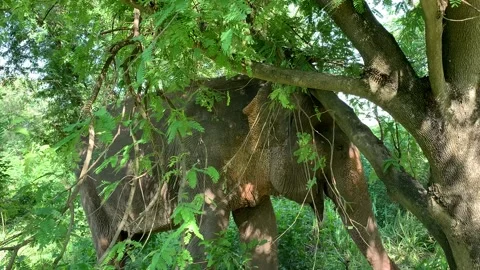 Elephant eating from a tree Vidéo 170092887
