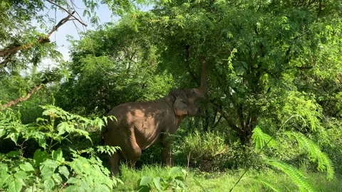 Elephant eating from a tree Vidéo 170092925
