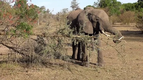 Elephant eating tree leaves Stock Footage 83242698