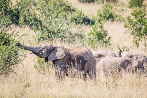 Elephant eating from a tree. Stock Photos