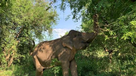 Elephant eating from a tree Stock Photos