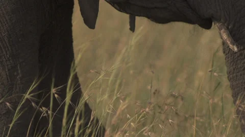 Elephant eating very close Stock Footage 33546030