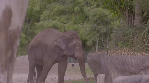 Elephant eating walking in slow motion Stock Footage 53014357