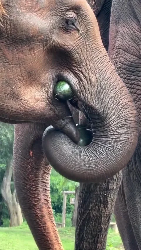 Elephant eating watermelon at the Stock Footage 288240749