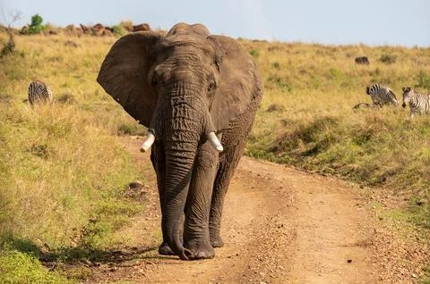 Elephant Eating While Traversing the Open Plains Stock Photos