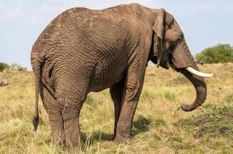 Elephant Eating While Traversing the Open Plains Stock Photos