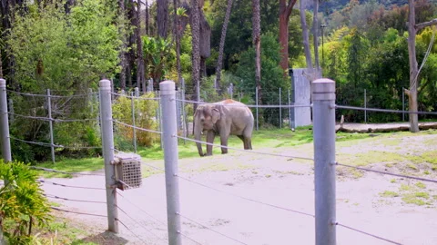 An elephant eating in the zoo Stock Footage 237201830