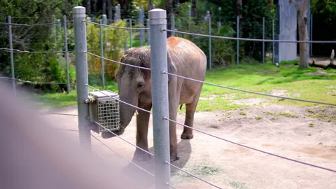 An elephant eating in the zoo Vídeos de archivo 237201842