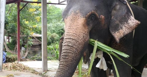 Elephant eats bamboo Pai, Northern Thailand, Mae Hong Son Stock Footage 58974627
