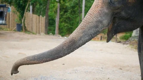 An elephant eats bananas closeup. PHANGAN, THAILAND 스톡 동영상 75009821