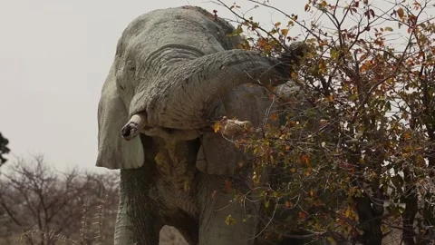 An elephant eats the branches of a bush Video stock 270951205