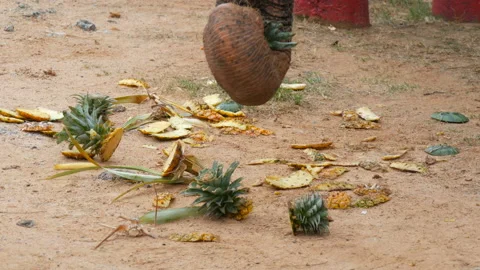 Elephant eats food from the ground. The elephant touches the long trunk greens Stock Footage 85969320