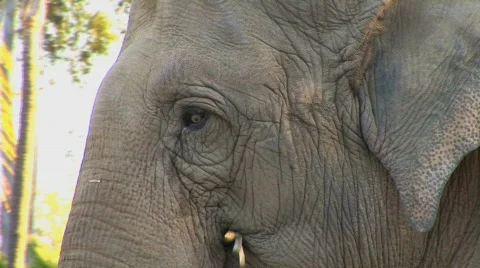 Elephant eats Stock Footage 283033