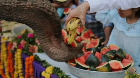 Elephant Eats Fruits. Vídeos de archivo 107278870