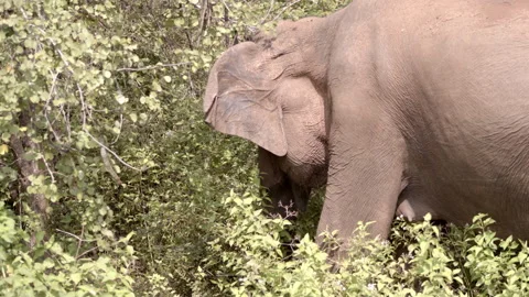 An elephant eats grass closeup Stock Footage 295200069