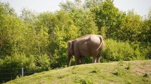 Elephant eats grass. elephant eating grass in the jungle at the zoo Stock Photos
