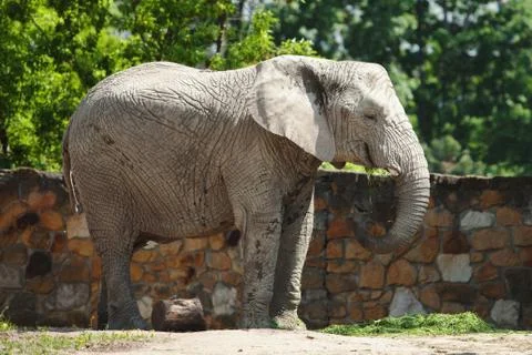 An elephant eats grass Stock Photos