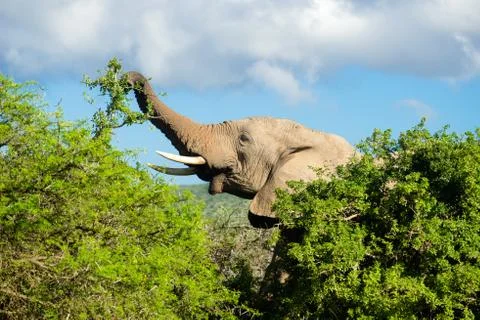 Elephant eats hidden behind trees, Addo Elephant Park, South Africa Foto stock