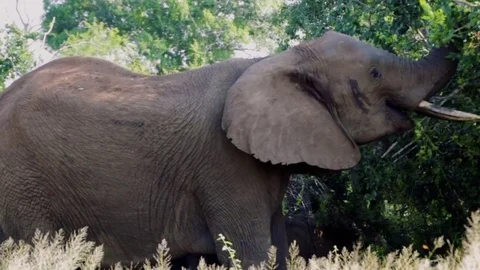 ELEPHANT eats leaves and flaps ears Stock Footage 76486279
