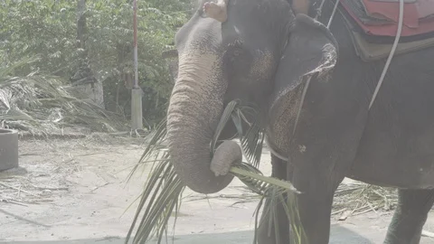An elephant eats a sugar cane Stock Footage 92401037