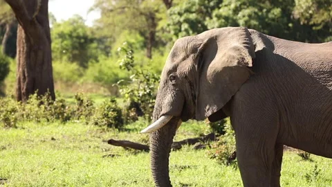 An elephant eats using its trunk in slow-motion in Africa. Stock Footage 147962822