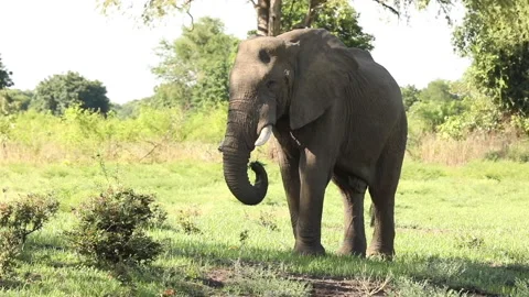 An elephant eats using its trunk in Africa. Stock Footage 147963299