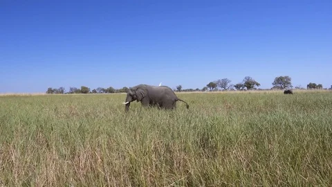 Elephant with egret on back standing in the middle of a grassy marsh Stock Footage 81564106