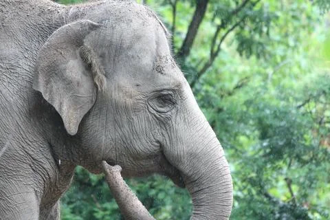 Elephant   (elephantidae) Stock Photos