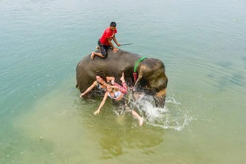 An elephant (Elephas maximus indicus) is throwing two tourist women into t... Stock Photos