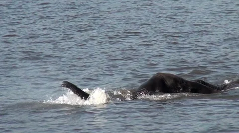 Elephant emerging from water Video stock 56884523