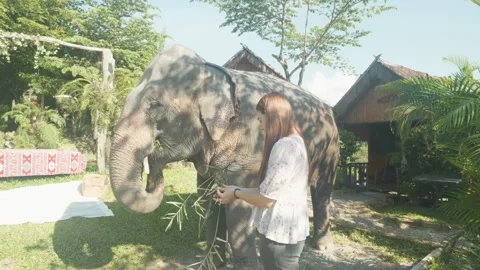 Elephant Encounter in Nature Stock Footage 327577954