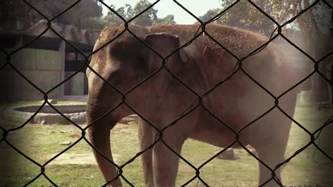 Elephant enjoying with dust bath Stock Footage 303827716