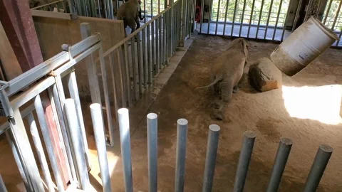 Elephant Entering Stock Footage 111160732