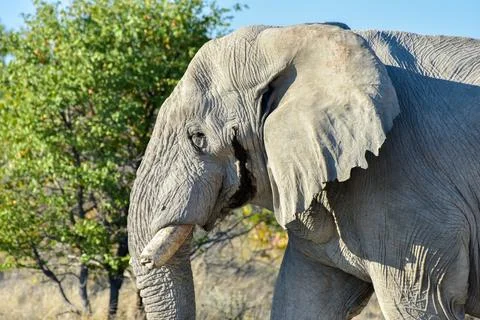 Elephant - Etosha, Namibia Foto stock